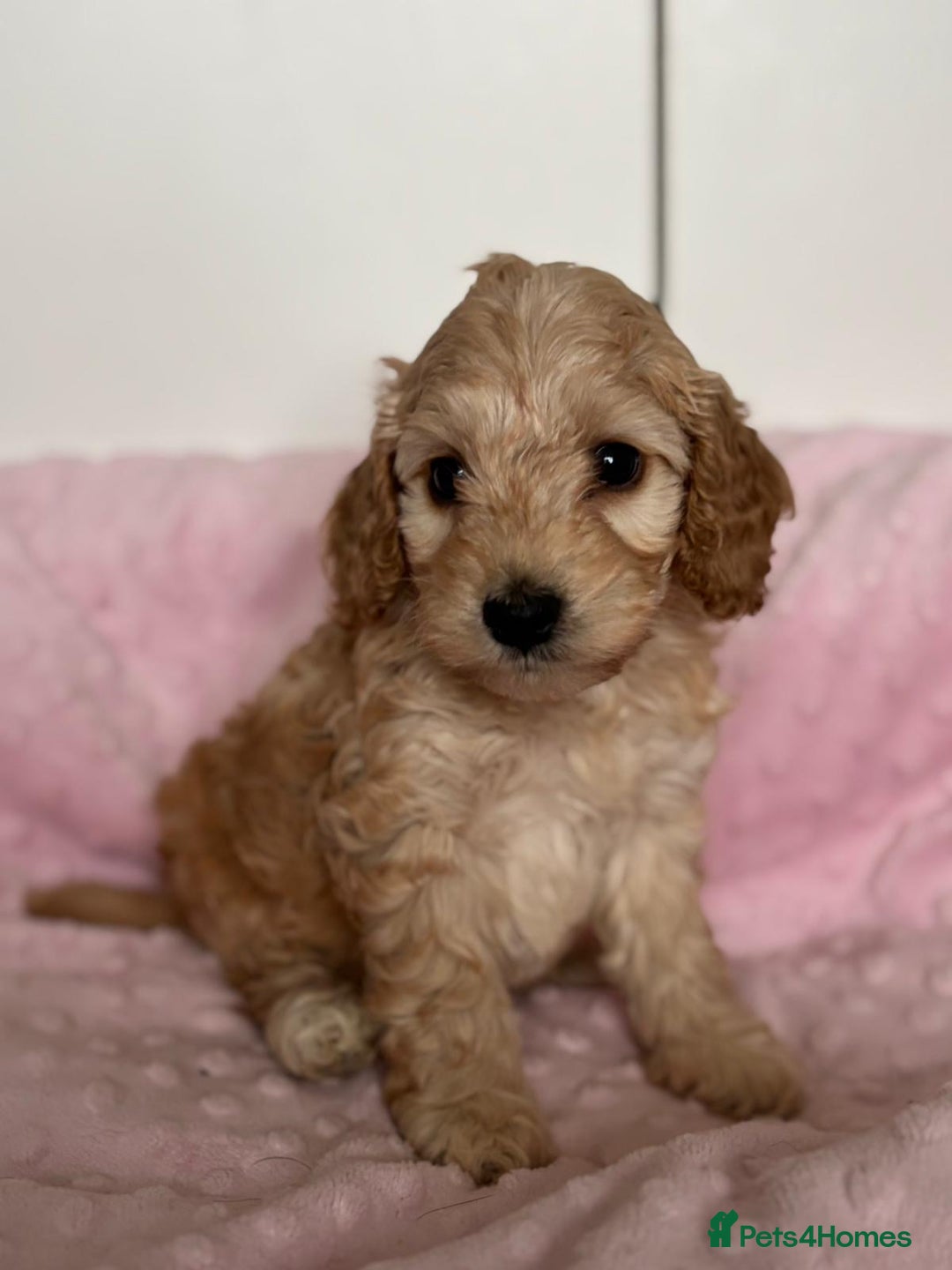 Mixed Breed dogs for sale: Stunning Cockapoo / Doodle  Puppies - Advert 8