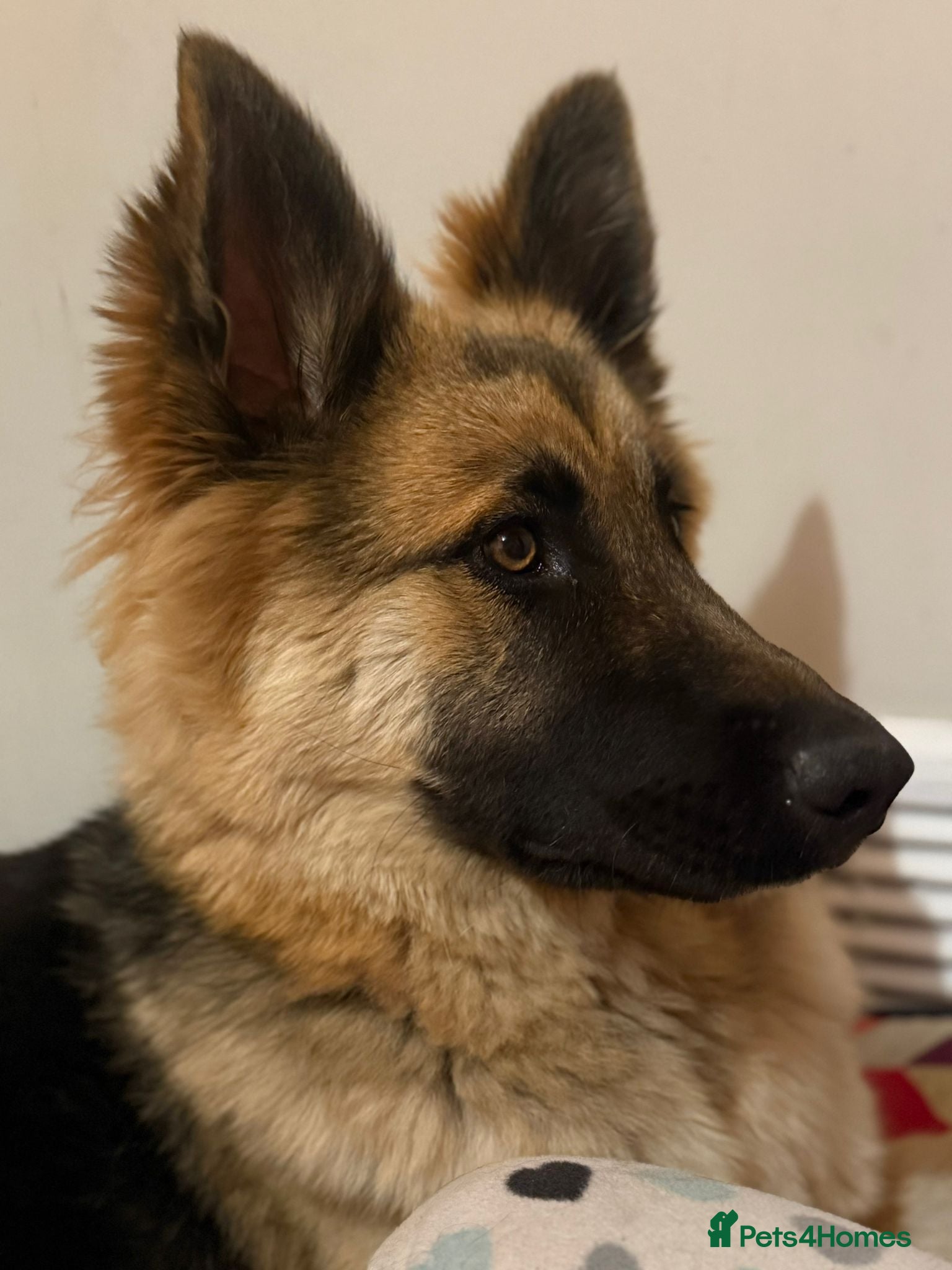 German Shepherd dogs 17 month old German Shepherd  - Advert 1
