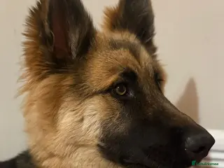 German Shepherd dogs 17 month old German Shepherd - Advert 1