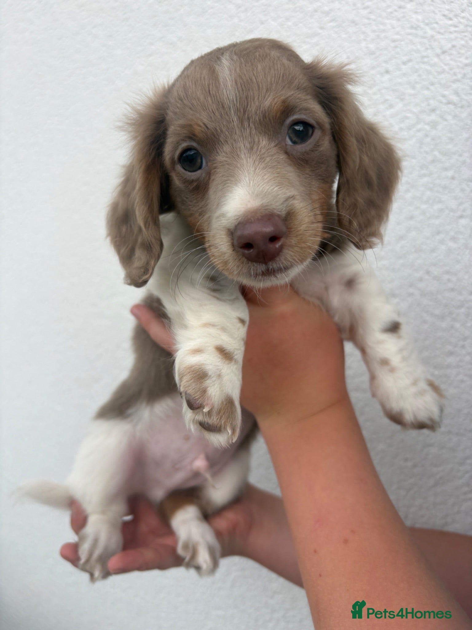 Miniature Dachshund dogs ♥️REDUCED♥️ long-haired Isabella mini dachshunds❤️ - Advert 2