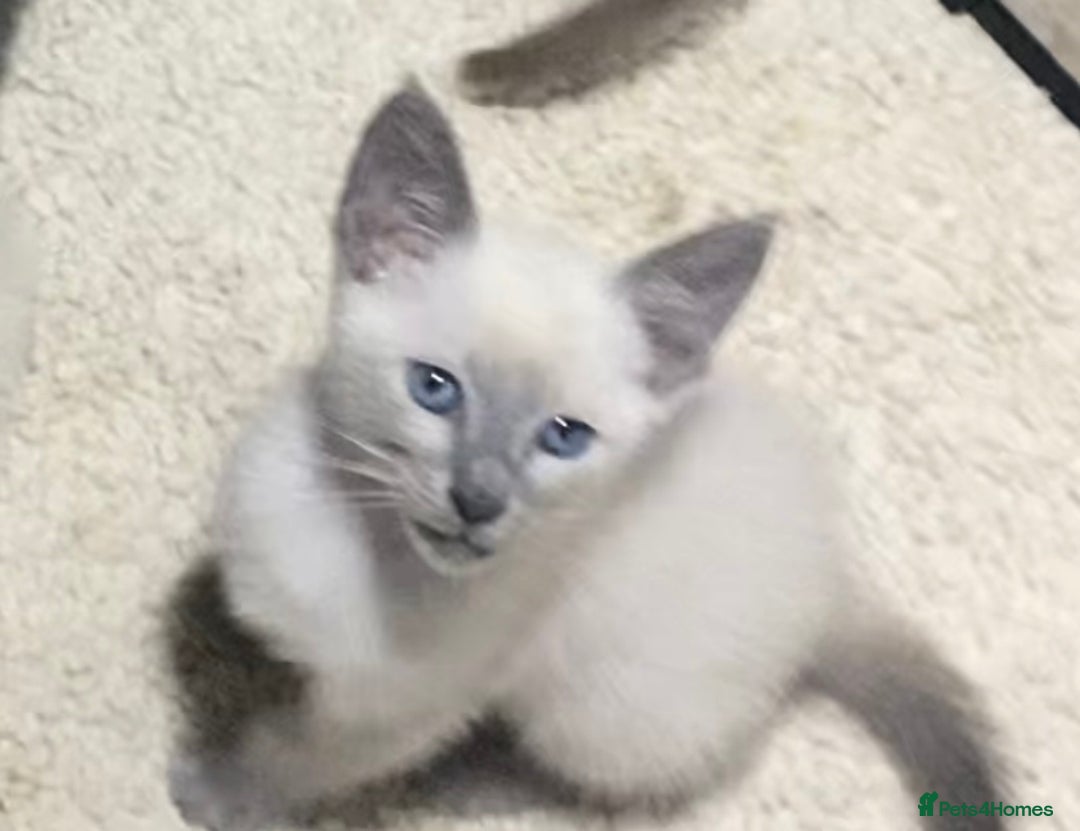 Oriental cats for sale: Oriental kittens  - Advert 33