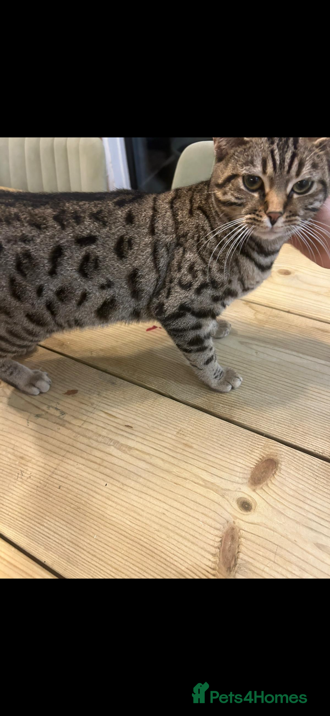 Bengal cats for sale: Bengal mix  - Advert 5