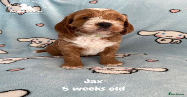 Cockapoo dogs - Advert 14