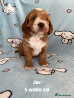 Cockapoo dogs - Advert 14