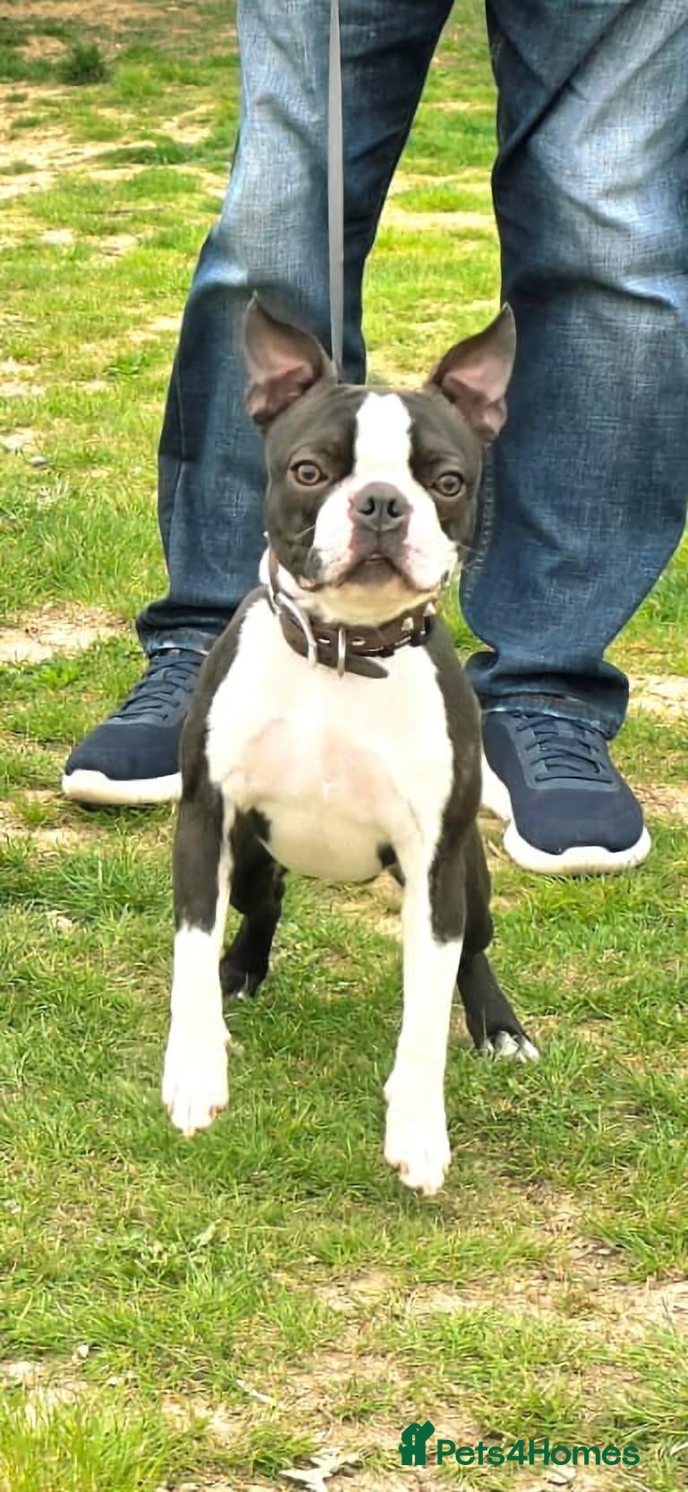 Boston Terrier dogs Boston terrier for Stud - Advert 1