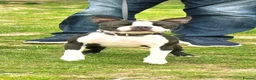 Boston Terrier dogs for stud: Boston terrier for Stud in London - Advert 1