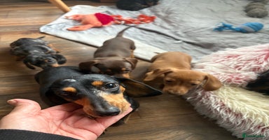 Miniature Dachshund dogs - Advert 7