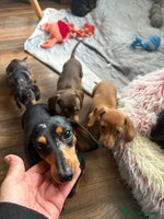 Miniature Dachshund dogs - Advert 1