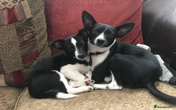 Patterjack dogs for sale: Patterjack for rehoming - Image 6