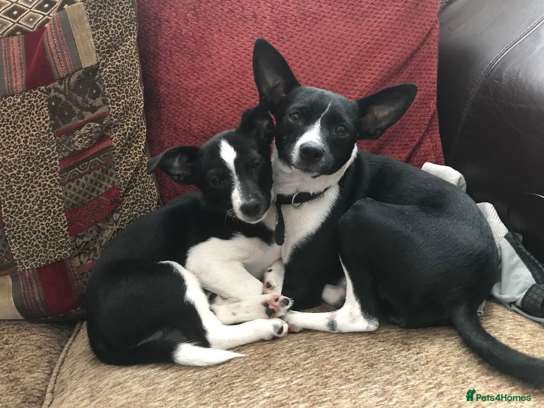 Patterjack dogs for sale: Patterjack for rehoming - Image 6