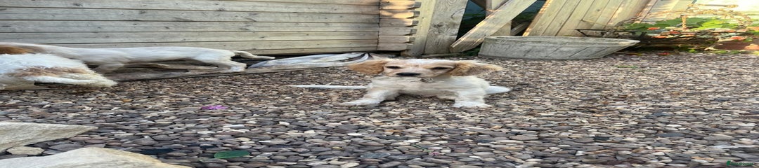 Mixed Breed Puppy 2