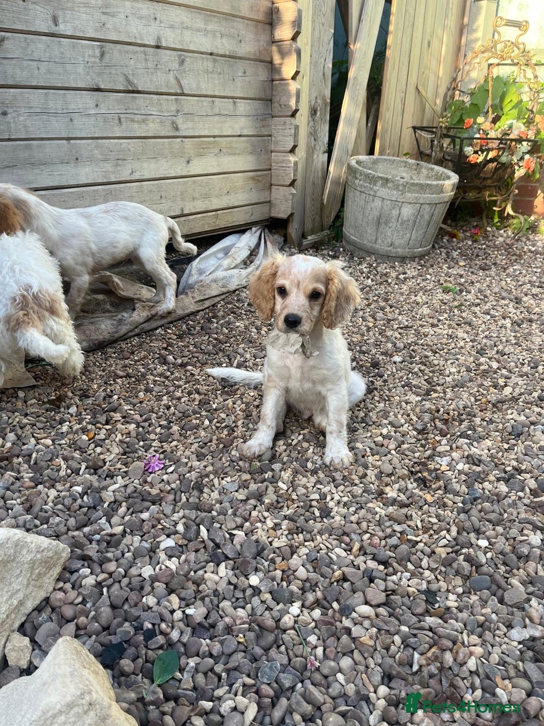 Mixed Breed dogs for sale: Three puppies for sell  in Rushden - Image 8
