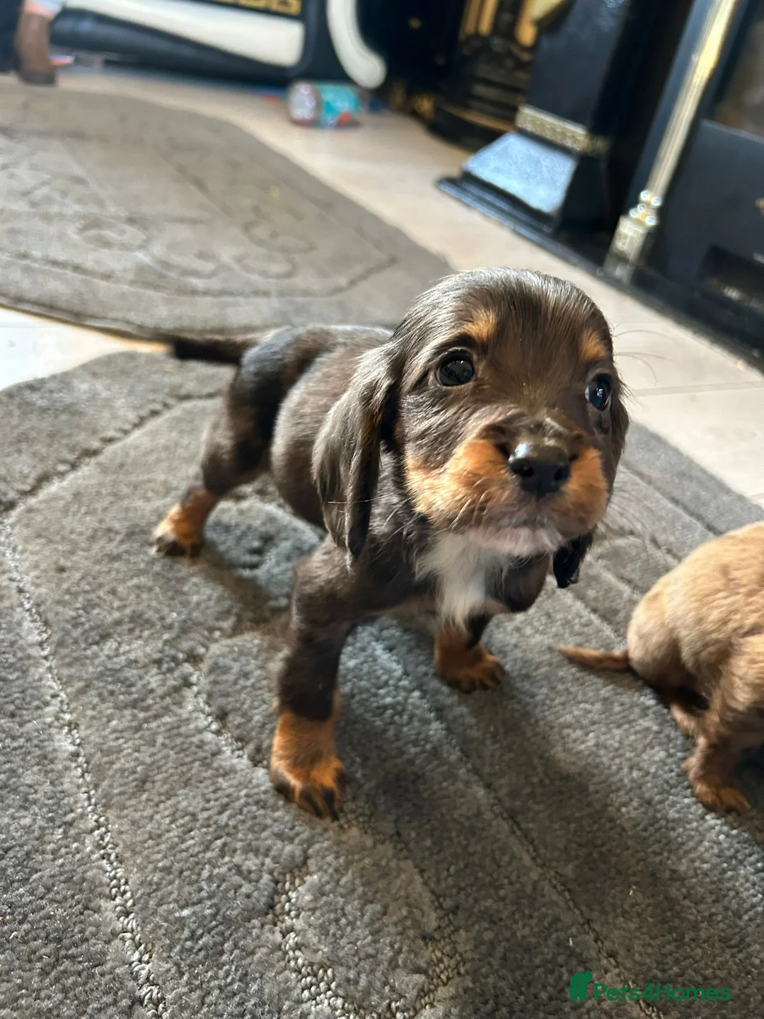 Cocker Spaniel dogs for sale: Beautiful Cockers  - Advert 3