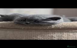 British Shorthair cats for sale: 5  BSH kittens - Image 12