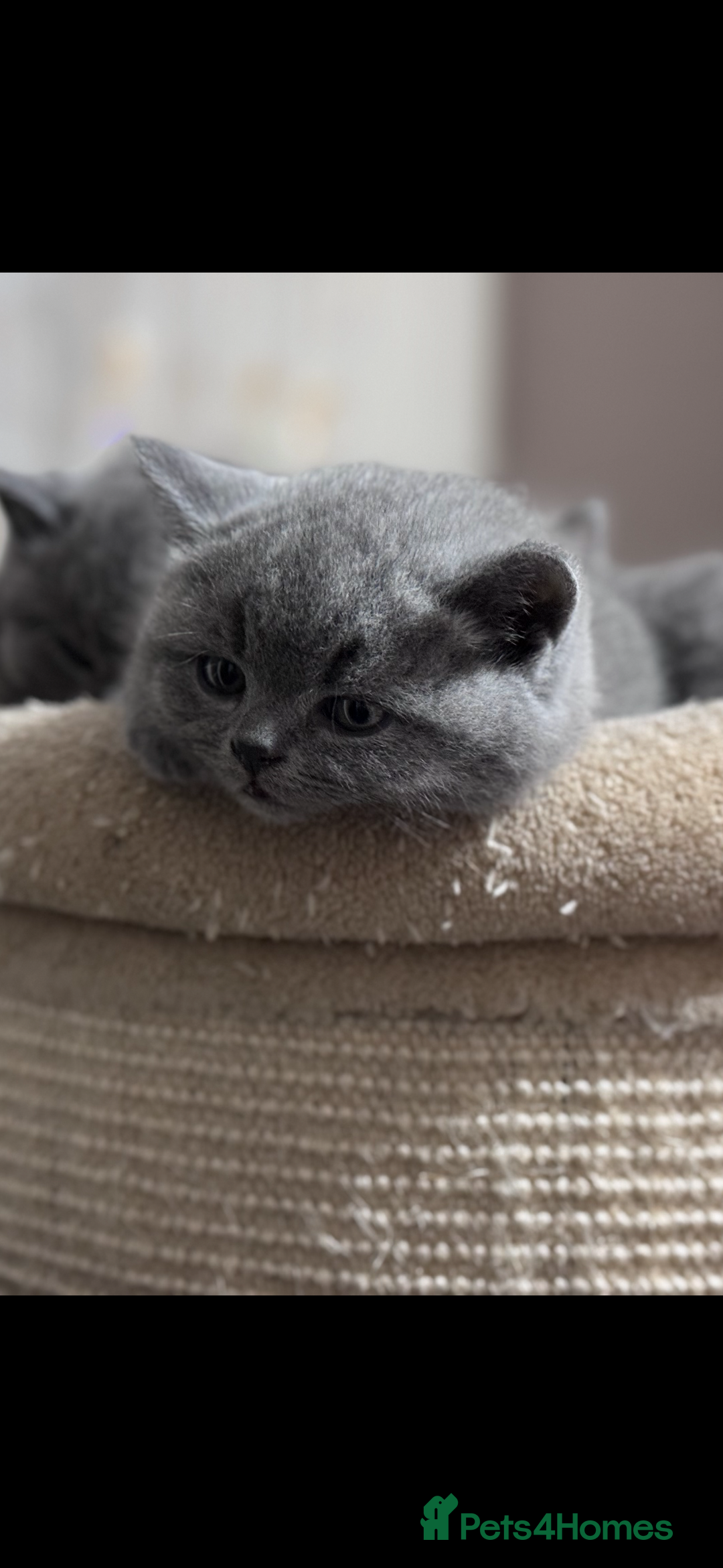 British Shorthair cats for sale: 5  BSH kittens - Image 12