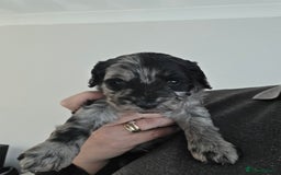 Schnoodle dogs for sale: 3 Stunning F2b Mearle Schnoodle Puppies - Image 13