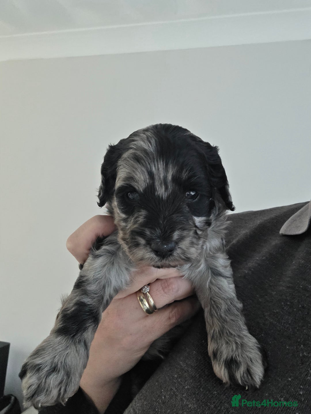 Schnoodle dogs for sale: 3 Stunning F2b Mearle Schnoodle Puppies - Image 13