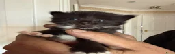British Shorthair cats for sale: A litter of four beautiful kittens.  - Advert 15