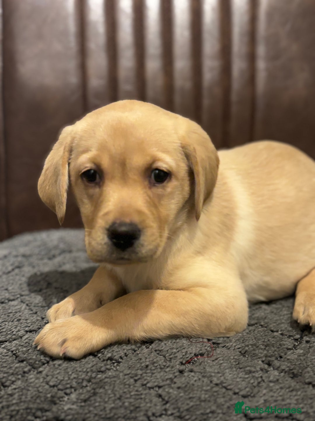 Labrador Retriever dogs for sale: Chunky Labrador Puppys Ready Now!! - Advert 2