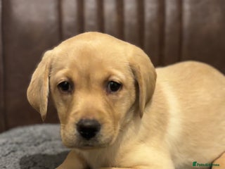 Labrador Retriever dogs Chunky Labrador Puppys Ready Now!! - Advert 14