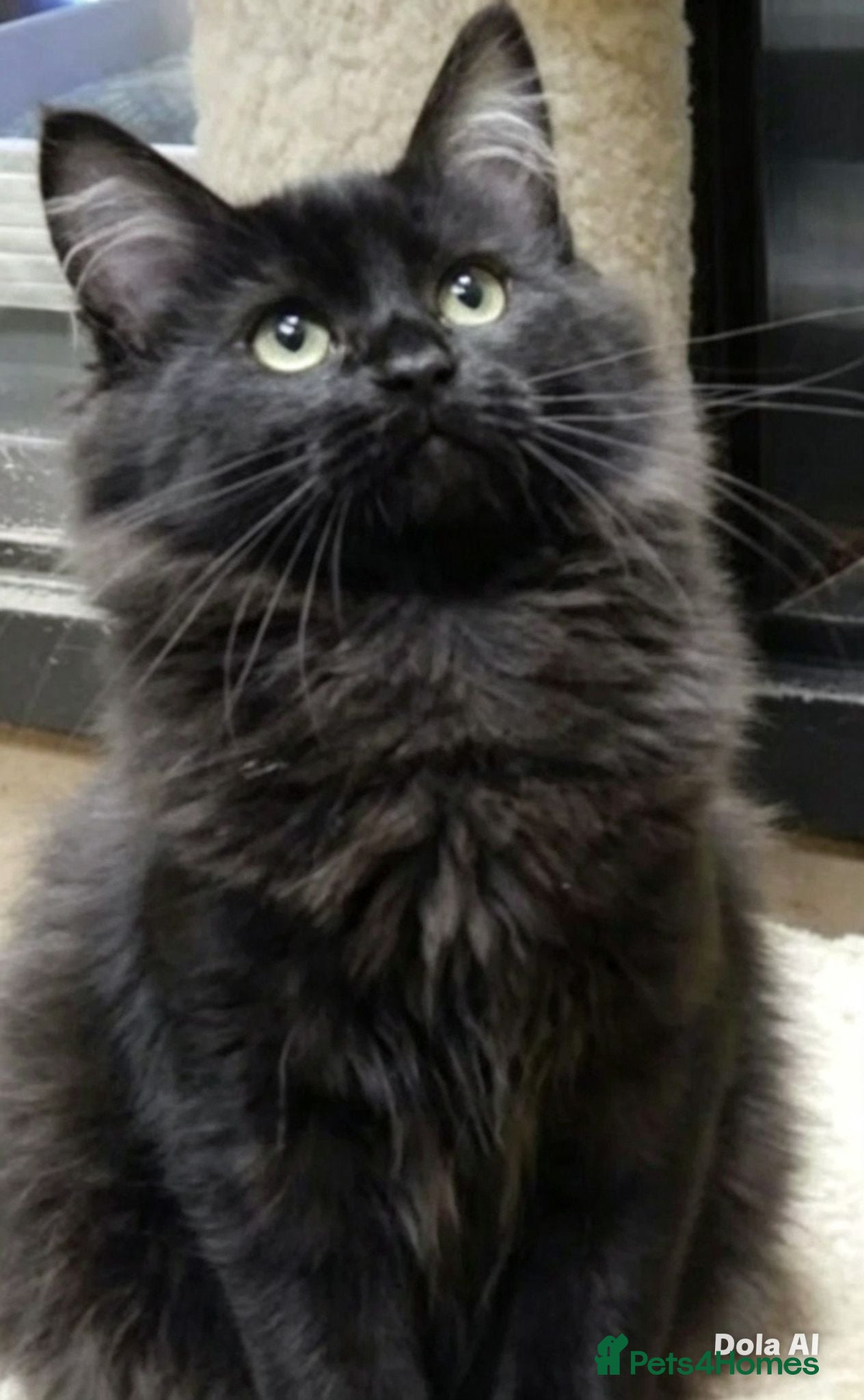British Longhair cats Beautiful british long hair female kitten - Advert 4