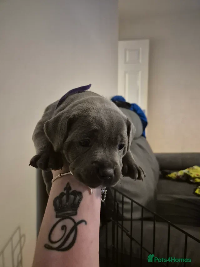 Staffordshire Bull Terrier dogs KC Blue Champion Bloodline Puppies - Advert 1
