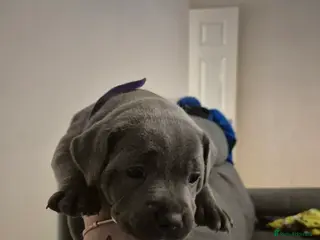 Staffordshire Bull Terrier dogs KC Blue Champion Bloodline Puppies - Advert 1