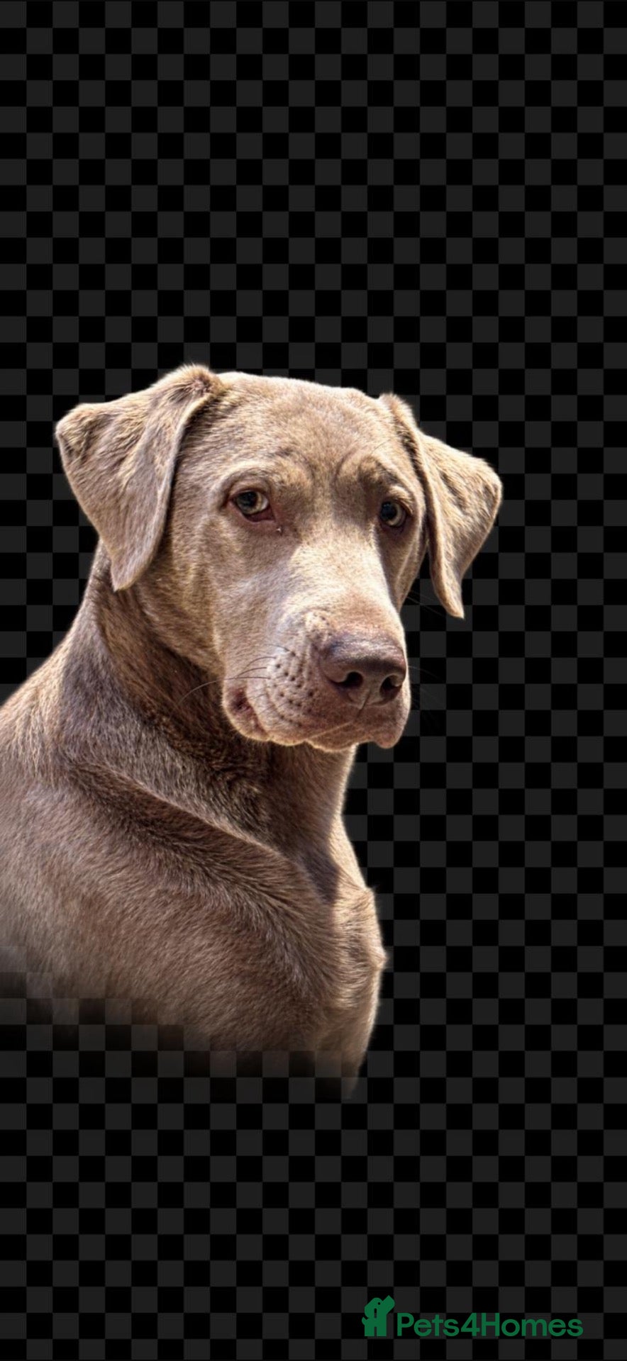 Labrador Retriever dogs KC Chunky Chocolate Labs Outstanding - Advert 1