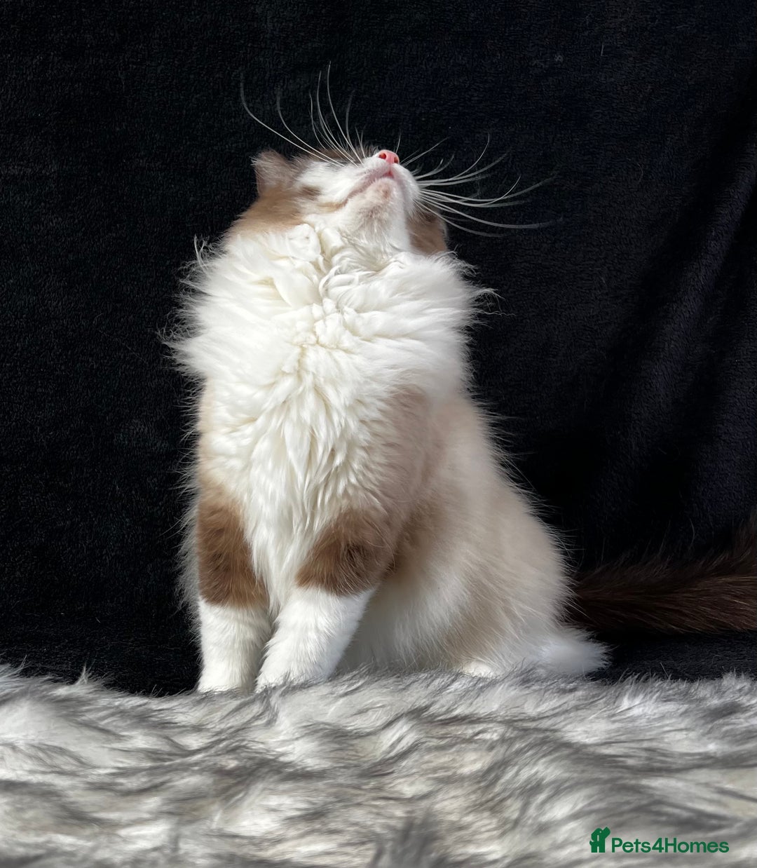 Ragdoll cats for sale: Ragdoll female ACTIVE GCCF registered  - Advert 12