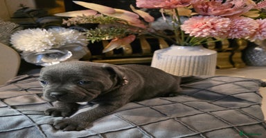 Staffordshire Bull Terrier dogs - Advert 15