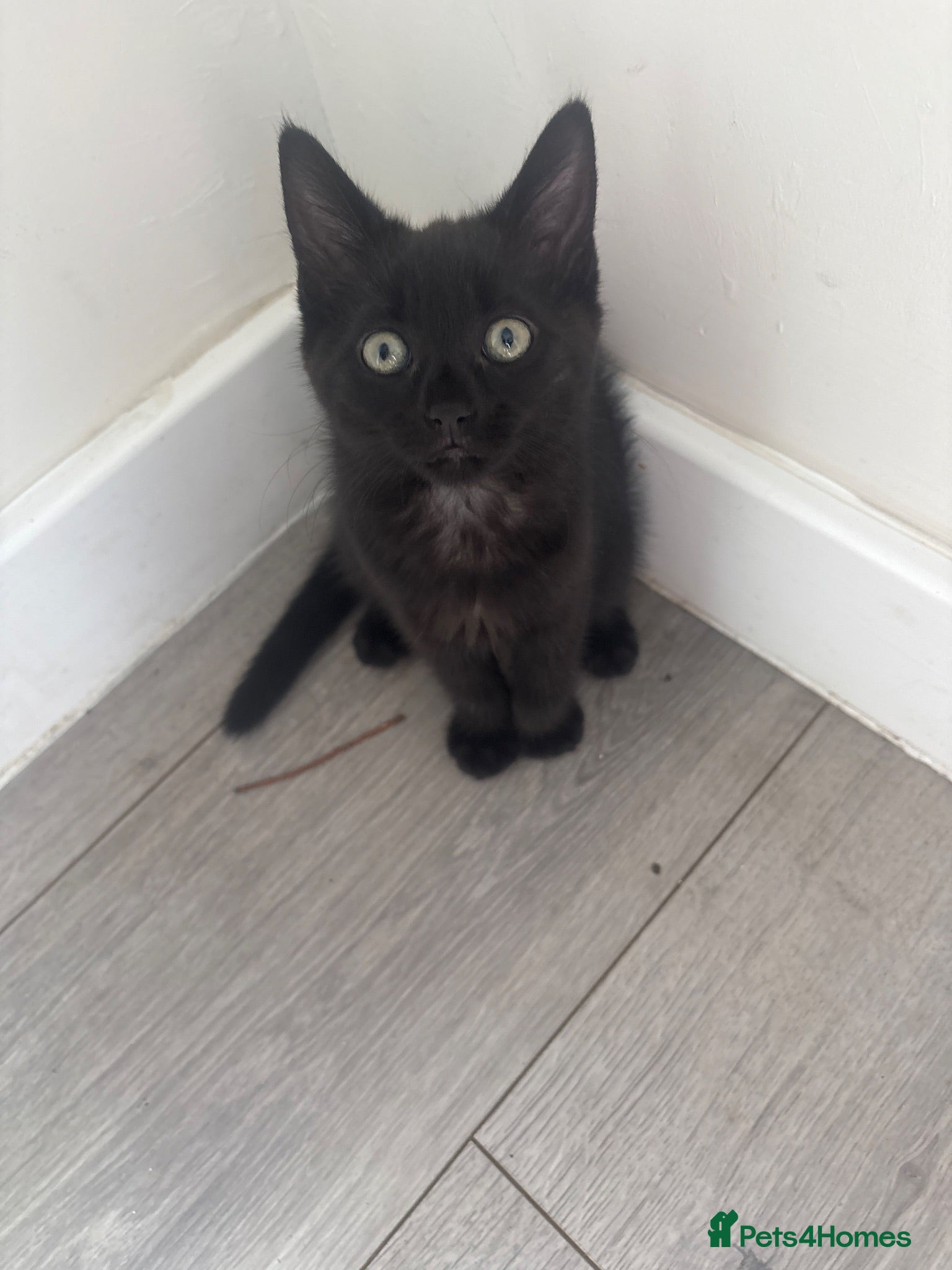Mixed Breed cats Beautiful little girl left  - Advert 16