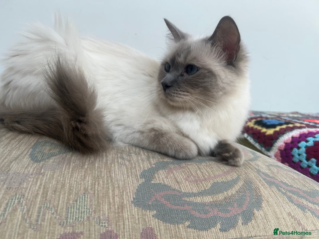 Ragdoll cats for sale: 3 beautiful purebred BLUE point RAGDOLL kittens  - Image 5