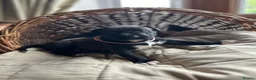 Mixed Breed dogs for sale: Rhodesian Ridgeback X Canaan Dog Puppies  - Advert 8