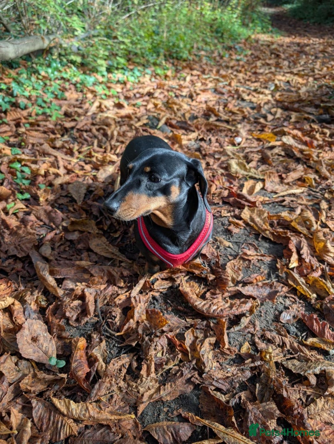 Dachshund dogs for sale: Dachshund Puppies  - Advert 2