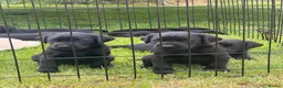 Labrador Retriever dogs for sale: Labrador puppies yellow & black - Advert 12