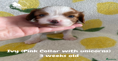 Cavalier King Charles Spaniel dogs - Advert 3