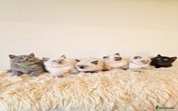 British Shorthair cats for sale: British Shorthair kittens  - Image 3