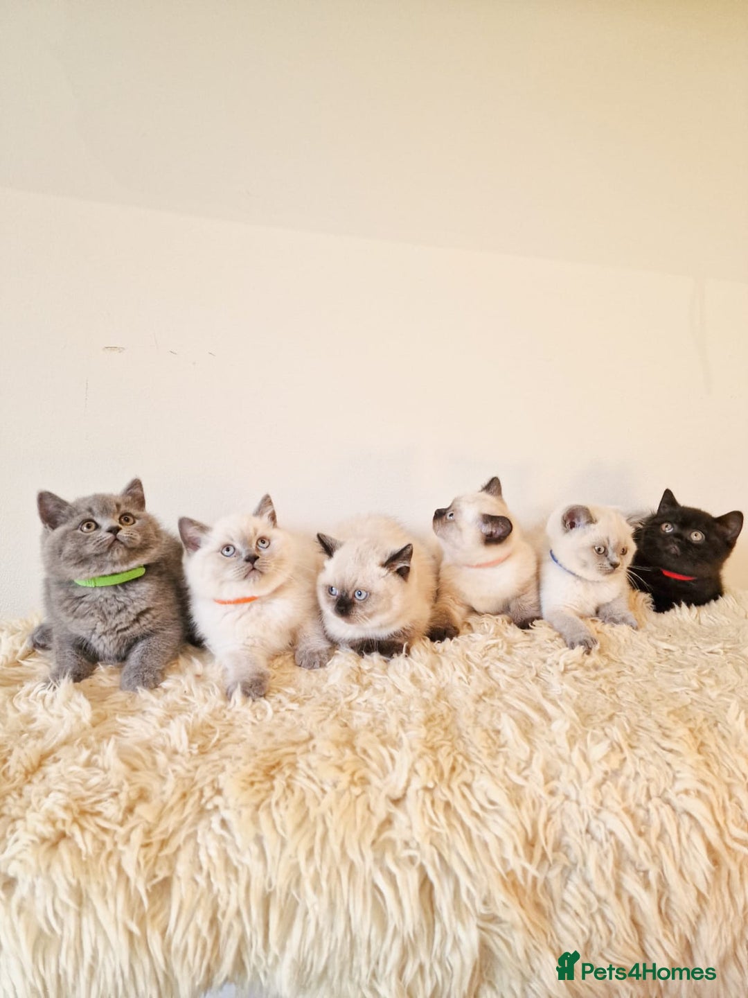 British Shorthair cats for sale: British Shorthair kittens  - Image 3