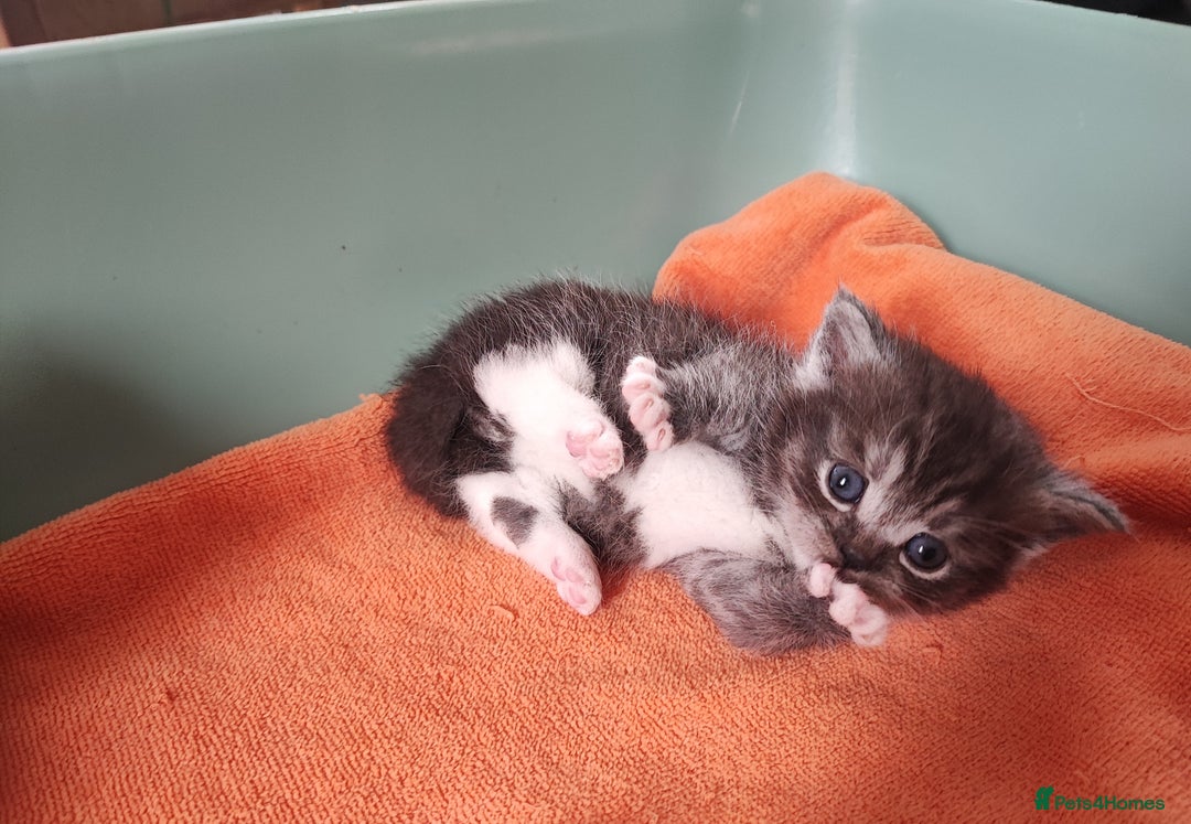 Munchkin cats for sale: Munchkin x Devon rex  - Image 4