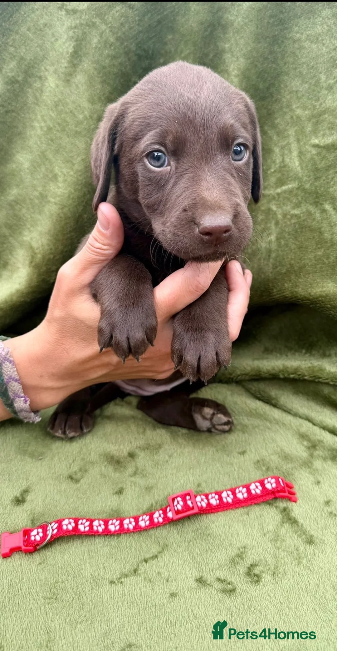 Labrador Retriever dogs for sale: Beautiful Labrador Puppies - Advert 2