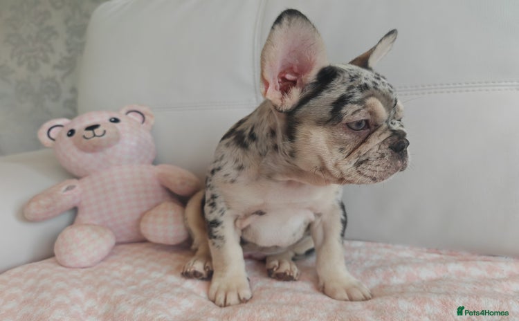 French Bulldog dogs - Advert 11