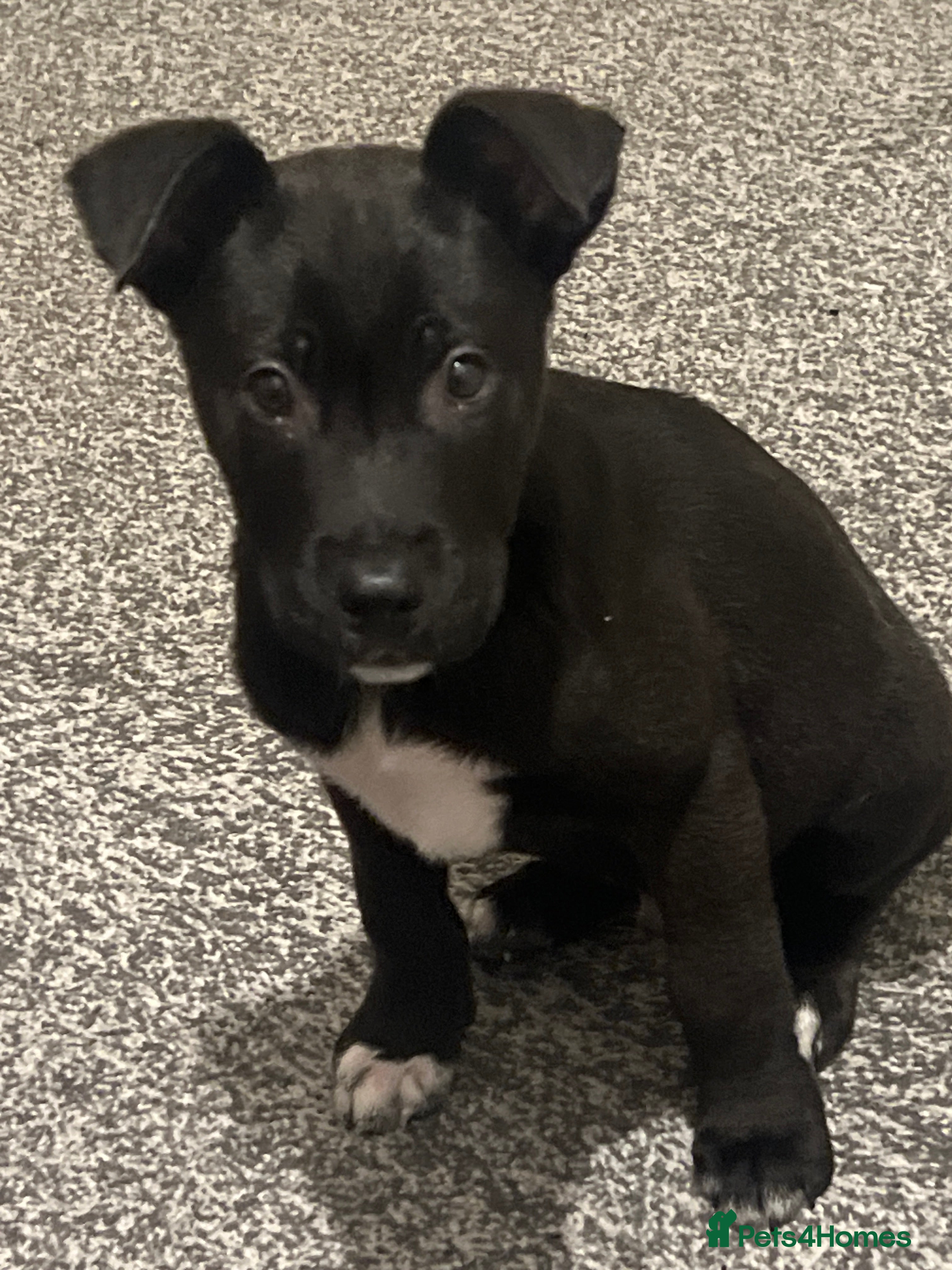 Mixed Breed dogs Cane corso / Američan akita Beautiful  - Advert 10