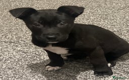 Mixed Breed dogs for sale: Cane corso / Američan akita Beautiful  - Advert 1