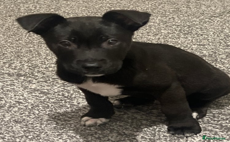 Mixed Breed dogs Cane corso / Američan akita Beautiful  - Advert 1