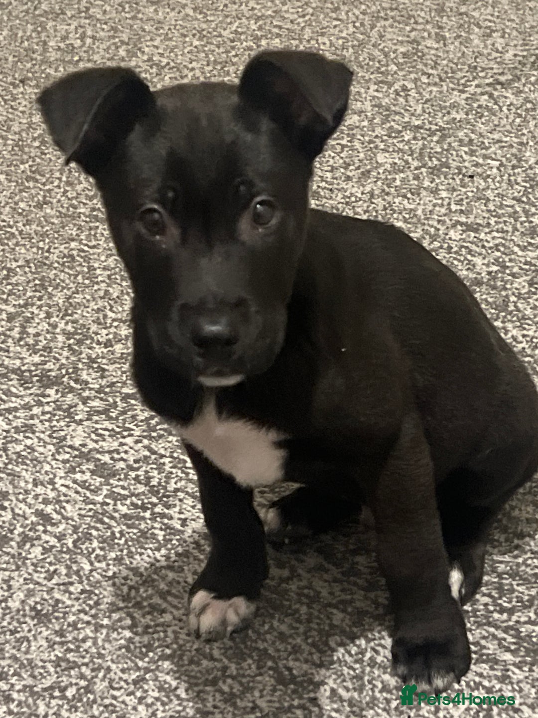 Mixed Breed dogs for sale: Cane corso / Američan akita Beautiful  - Advert 1