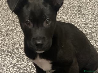 Mixed Breed dogs Cane corso / Američan akita Beautiful - Advert 15