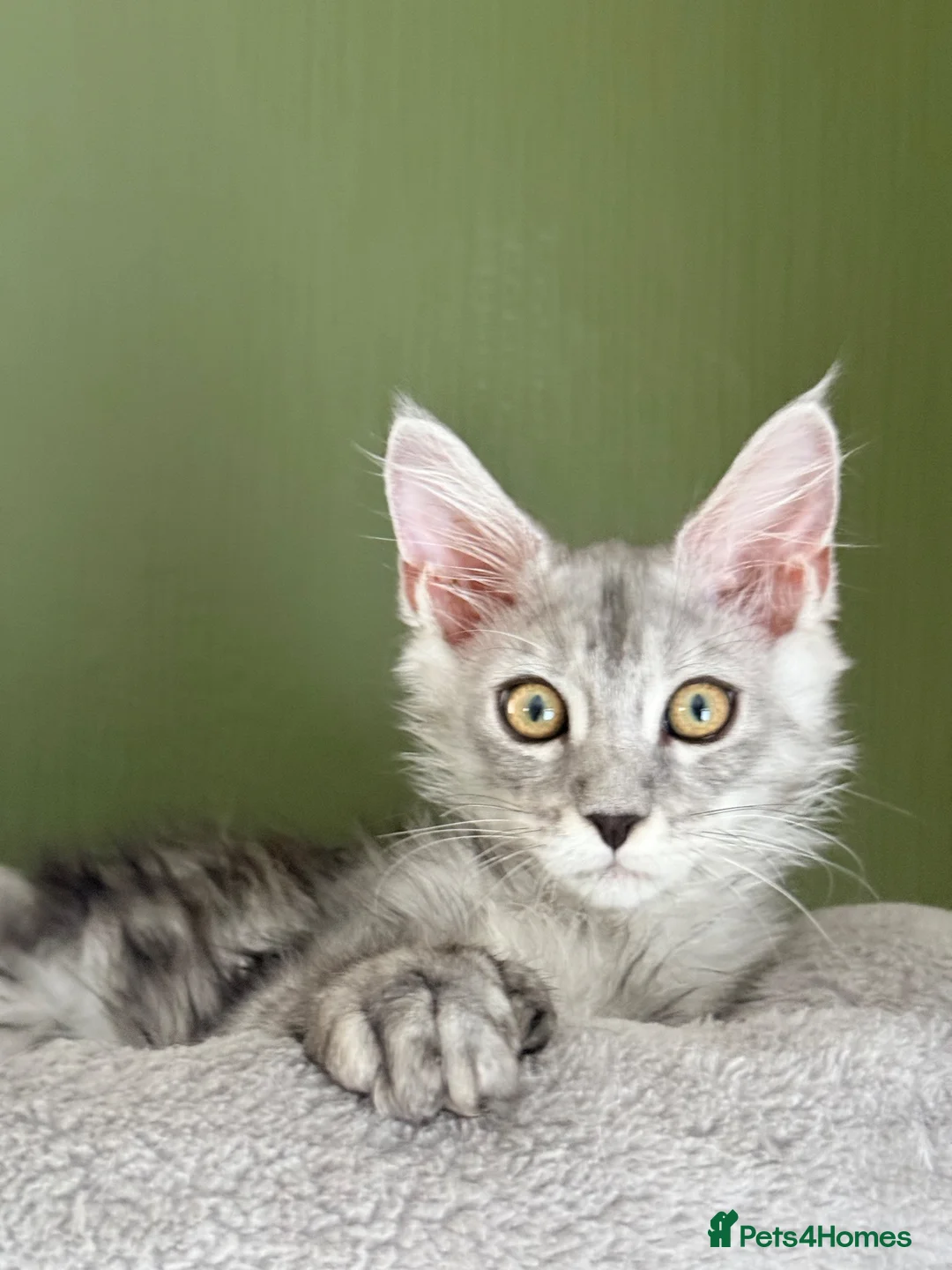 Maine Coon cats for sale: Polydactyl and non-polydactyl kittens  - Advert 1