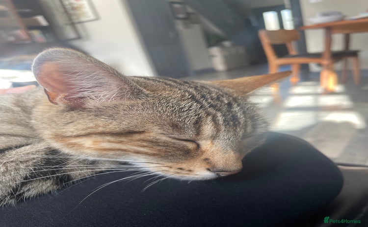 Bengal cats - Advert 2