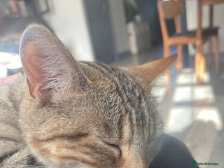 Bengal cats for sale - Advert 1