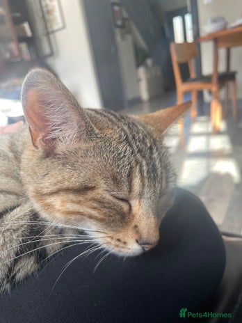 Bengal cats - Advert 2